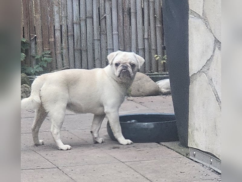 Mops Hündin creme 1 jährig