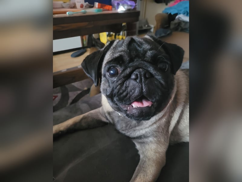 Verkaufe reinrassigen Mops