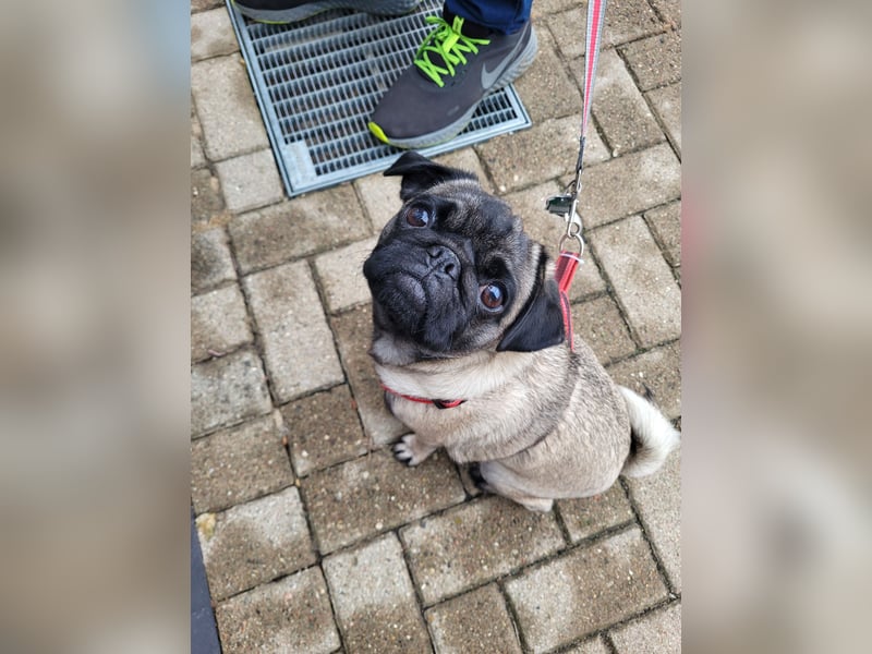 Verkaufe reinrassigen Mops