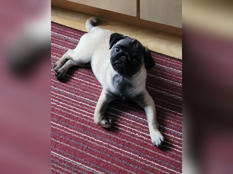 Verkaufe reinrassigen Mops