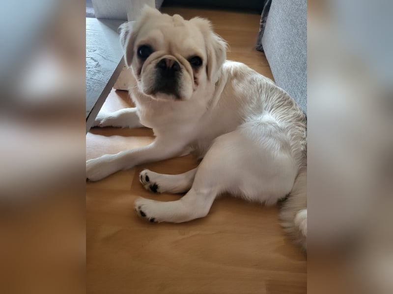 AMALIA - die süße Maus freut sich auf ein tolles Für-Immer Zuhause!