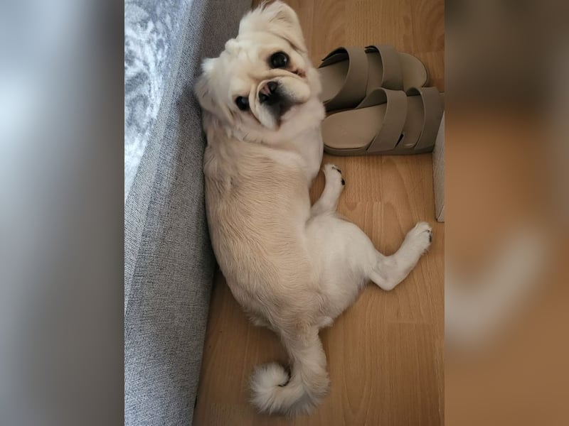 AMALIA - die süße Maus freut sich auf ein tolles Für-Immer Zuhause!