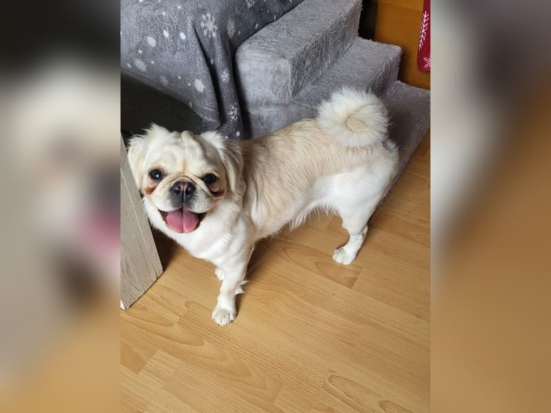 AMALIA - die süße Maus freut sich auf ein tolles Für-Immer Zuhause!