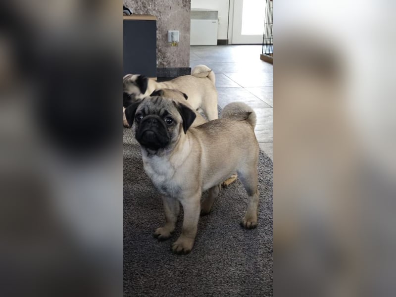 Mops welpen