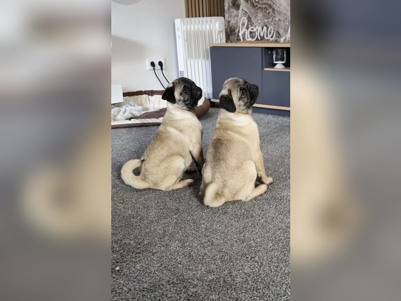Mops welpen