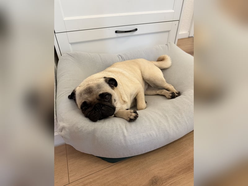 Mops-Hündin sucht neues Zuhause