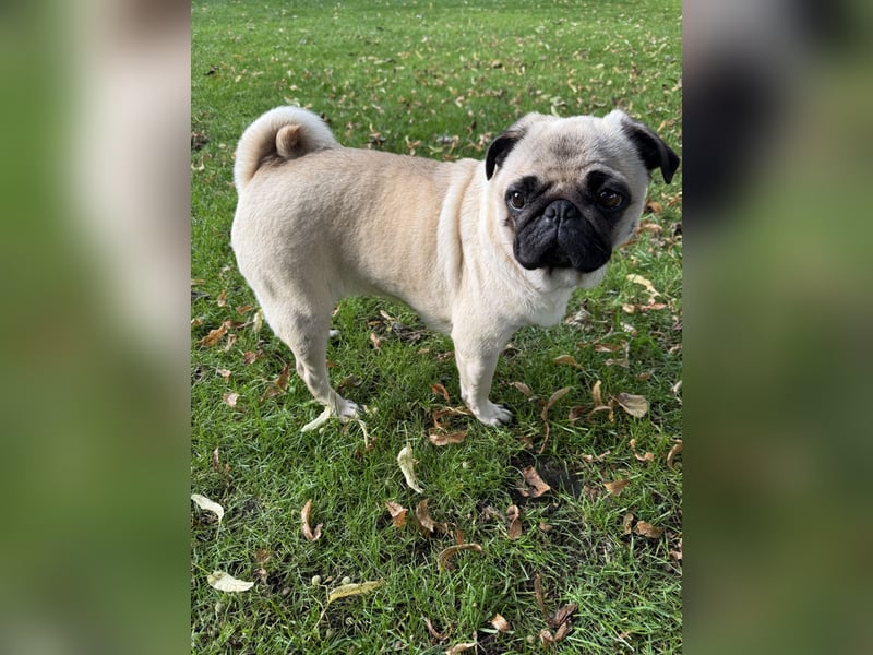 Mops-Hündin sucht neues Zuhause