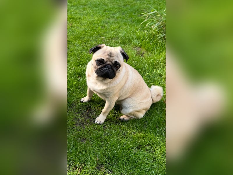 Mops-Hündin sucht neues Zuhause