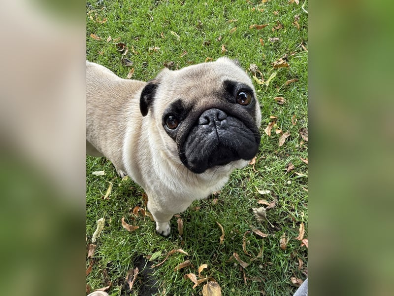 Mops-Hündin sucht neues Zuhause