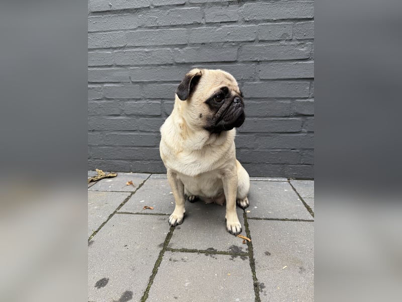 Mops-Hündin sucht neues Zuhause