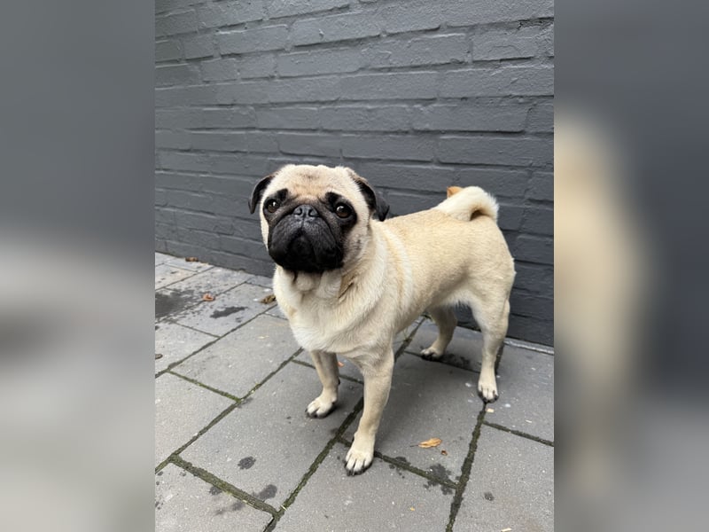Mops-Hündin sucht neues Zuhause