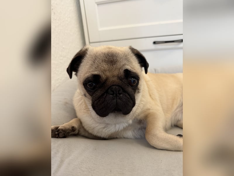 Mops-Hündin sucht neues Zuhause