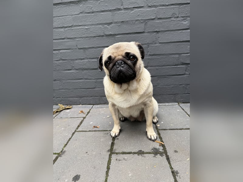 Mops-Hündin sucht neues Zuhause