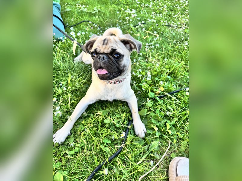 Alt deutsche Mops Hündin mit Ahnentafel