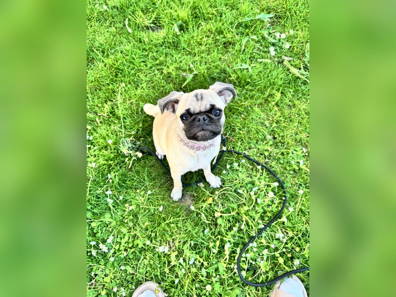 Alt deutsche Mops Hündin mit Ahnentafel