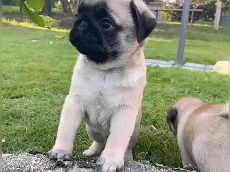 Mops welpen