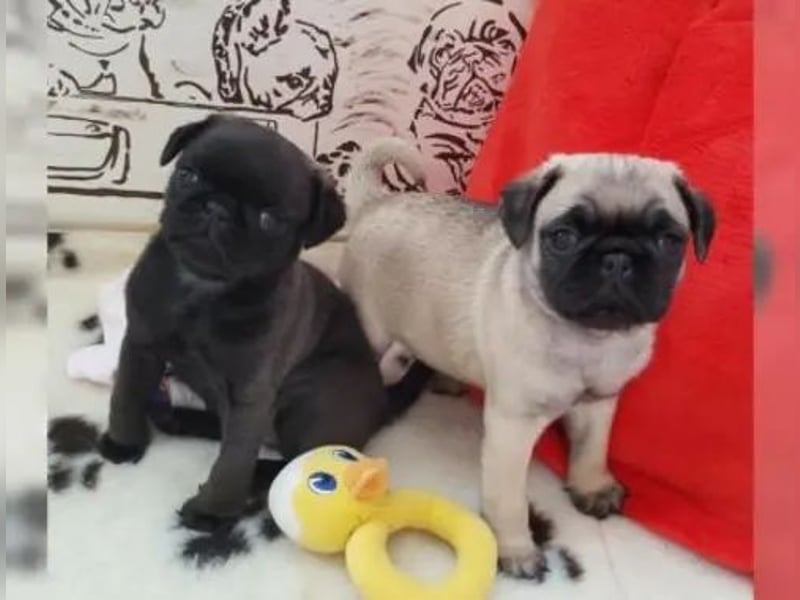 Mops welpen