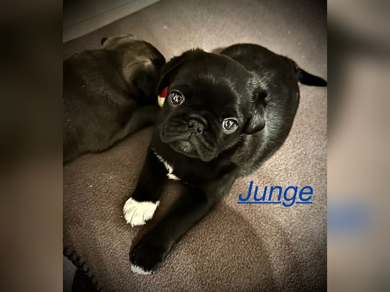 Reinrassige Mops Welpen