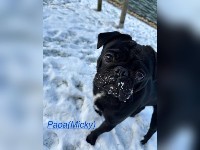 Reinrassige Mops Welpen