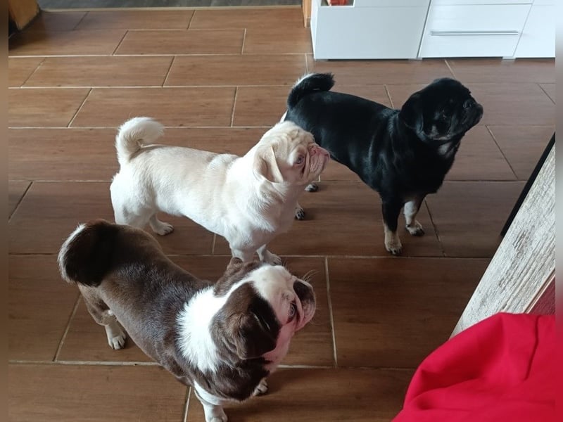 3 wunderschöne Möpschen mit Papiere in Sonderfarben suchen liebevolles Zuhause auf Lebenszeit!