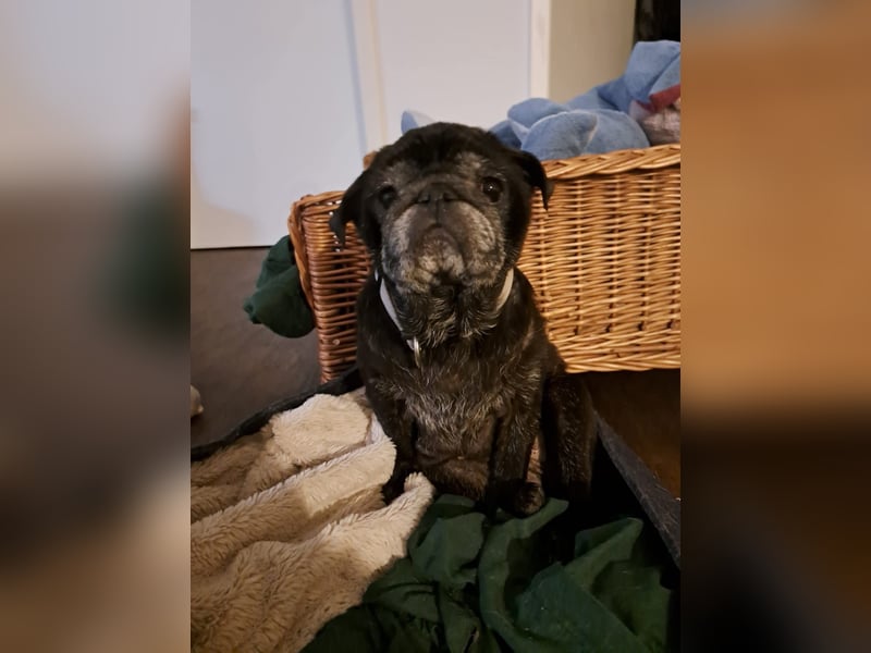 Lilly - ist zu allen Menschen freundlich