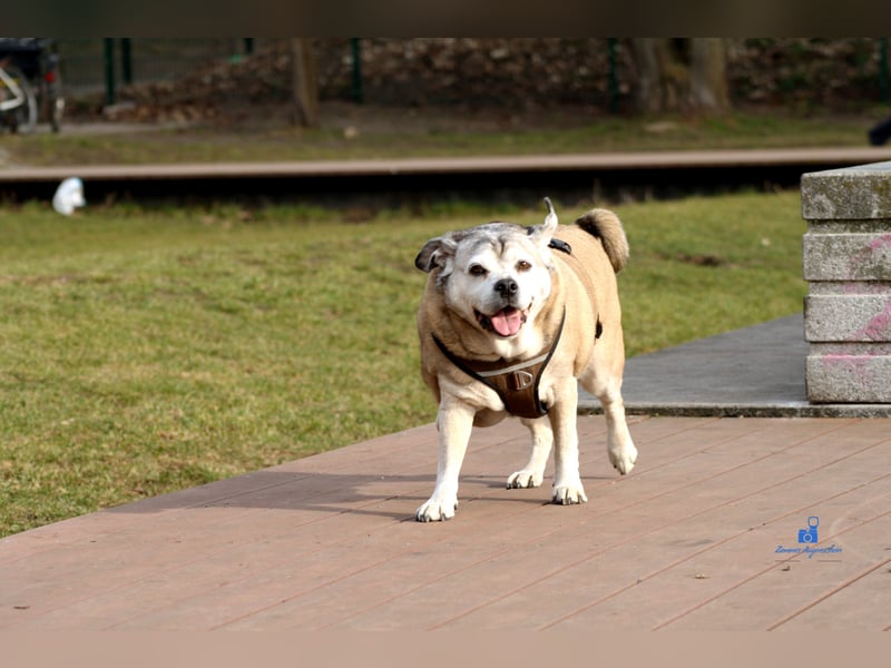 Senior-Mops-Mix Charly sucht sein Zuhause