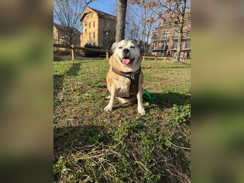 Charly sucht sein Zuhause – lieber, fitter Senioren-Mops-Mix