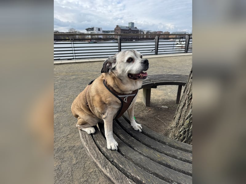 Charly sucht sein Zuhause – lieber, fitter Senioren-Mops-Mix