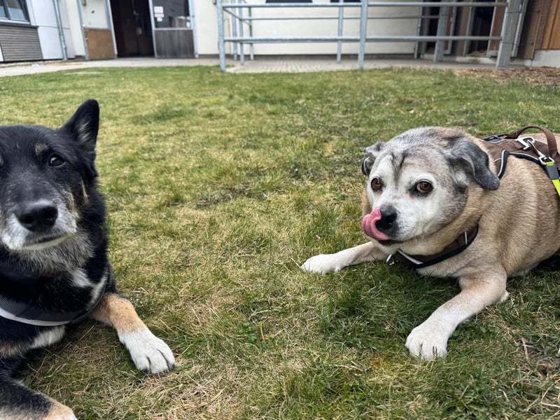 Senior-Mops-Mix Charly sucht sein Zuhause
