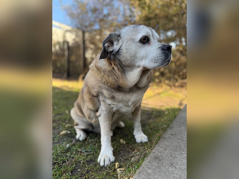 Charly sucht sein Zuhause – lieber, fitter Senioren-Mops-Mix