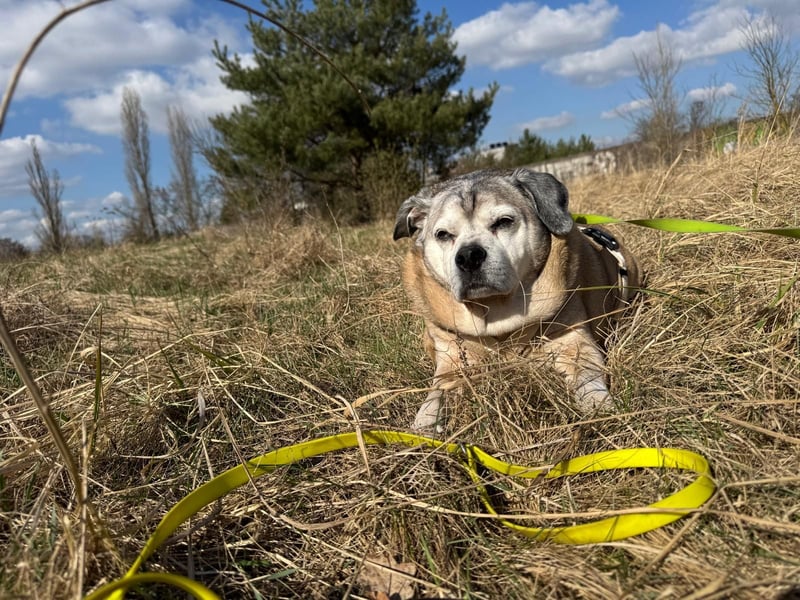 Charly sucht sein Zuhause – lieber, fitter Senioren-Mops-Mix