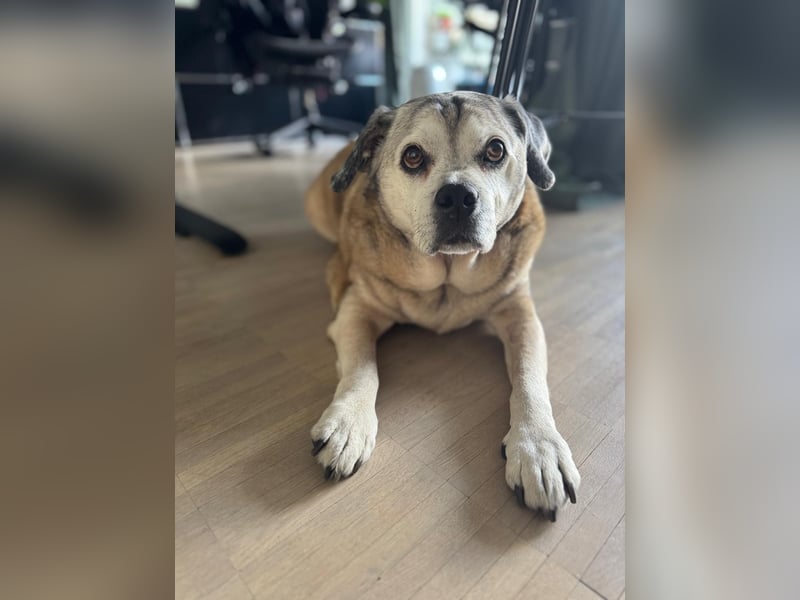 Charly sucht sein Zuhause – lieber, fitter Senioren-Mops-Mix