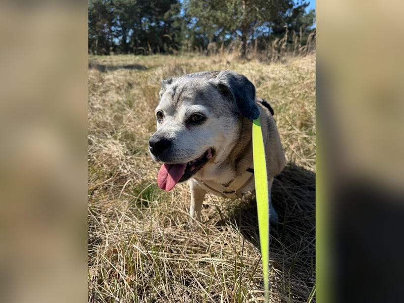 Senior-Mops-Mix Charly sucht sein Zuhause