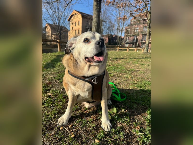 Charly sucht sein Zuhause – lieber, fitter Senioren-Mops-Mix