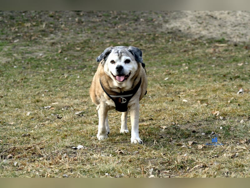 Senior-Mops-Mix Charly sucht sein Zuhause