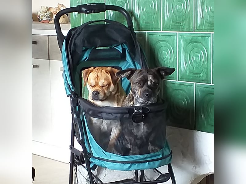 süßer Michel auf Pflegestelle in 88339 Bad Waldsee sucht sein Zuhause