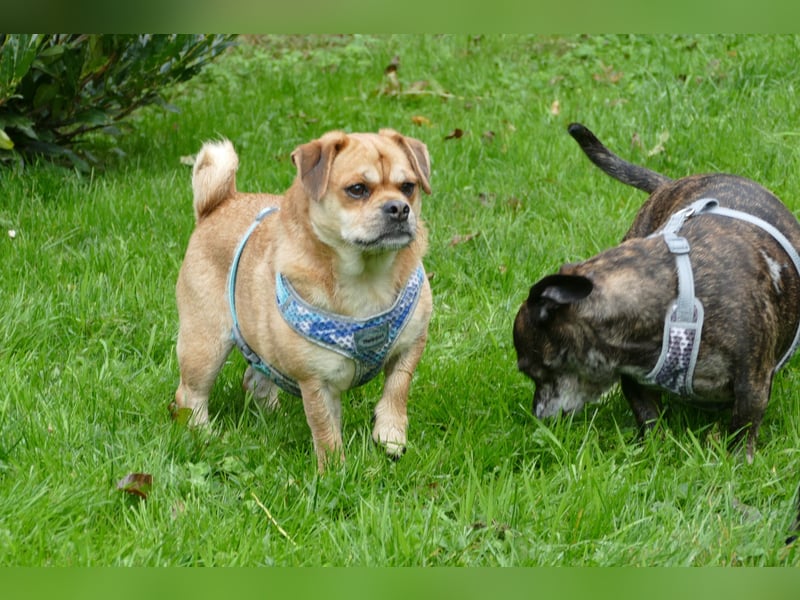 süßer Michel auf Pflegestelle in 88339 Bad Waldsee sucht sein Zuhause