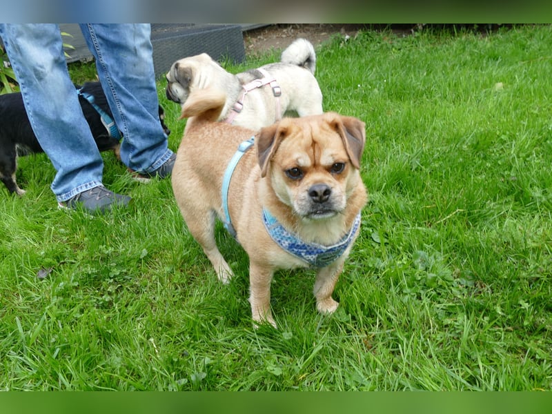 süßer Michel auf Pflegestelle in 88339 Bad Waldsee sucht sein Zuhause