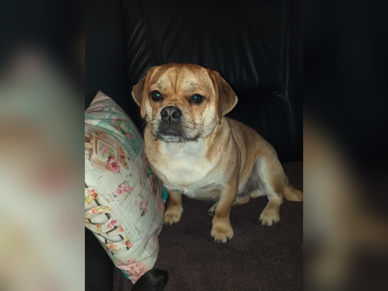 süßer Michel auf Pflegestelle in 88339 Bad Waldsee sucht sein Zuhause