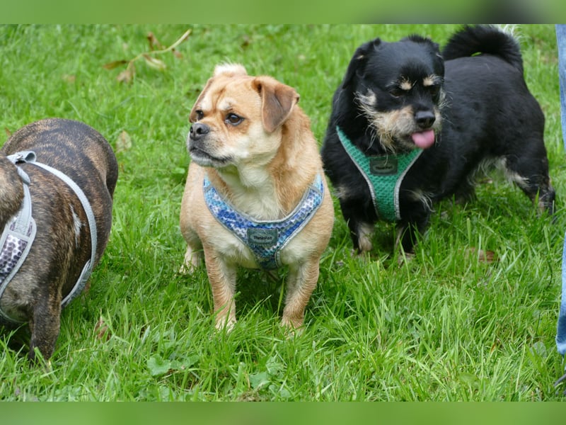 süßer Michel auf Pflegestelle in 88339 Bad Waldsee sucht sein Zuhause