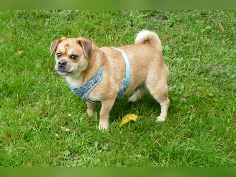 süßer Michel auf Pflegestelle in 88339 Bad Waldsee sucht sein Zuhause