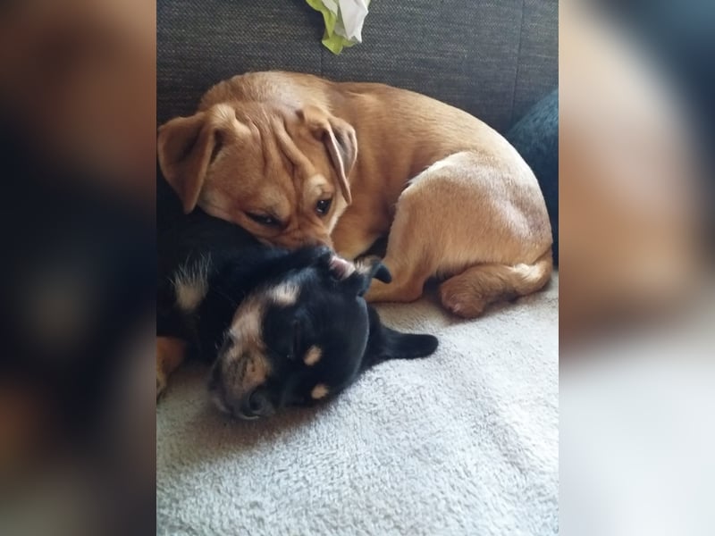 süßer Michel auf Pflegestelle in 88339 Bad Waldsee sucht sein Zuhause