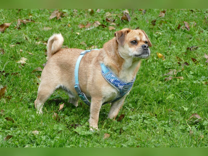 süßer Michel auf Pflegestelle in 88339 Bad Waldsee sucht sein Zuhause