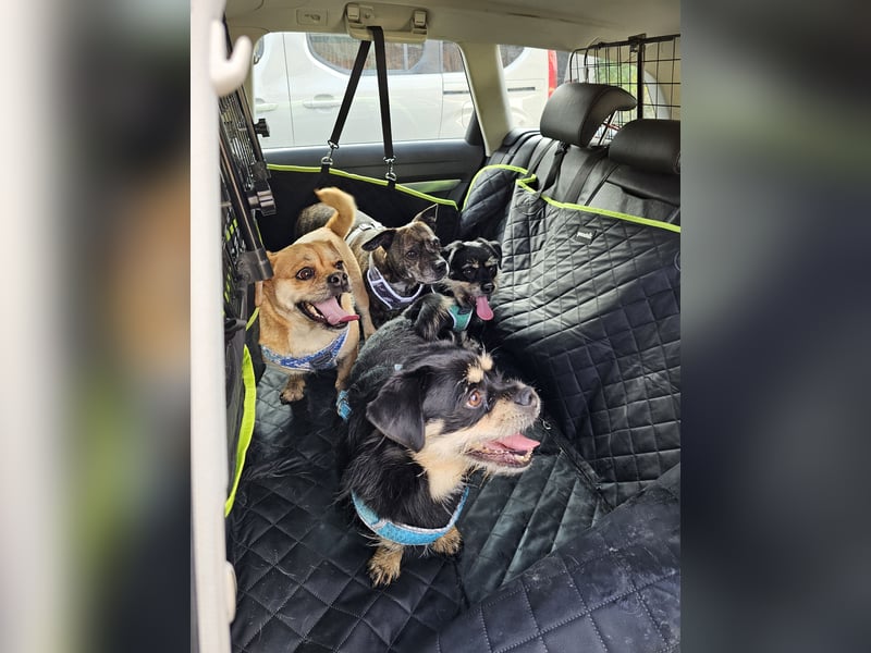 süßer Michel auf Pflegestelle in 88339 Bad Waldsee sucht sein Zuhause