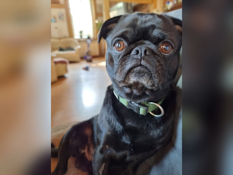 Altdeutscher Mops Deckrüde