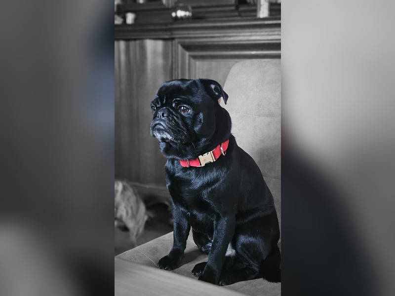 Altdeutscher Mops Deckrüde