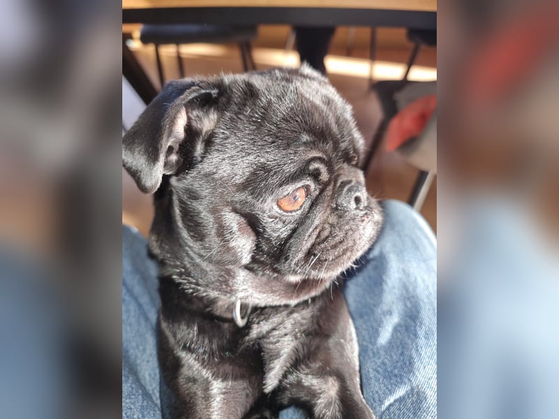 Altdeutscher Mops Deckrüde