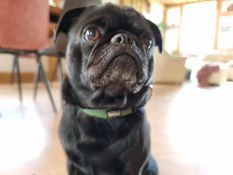 Altdeutscher Mops Deckrüde