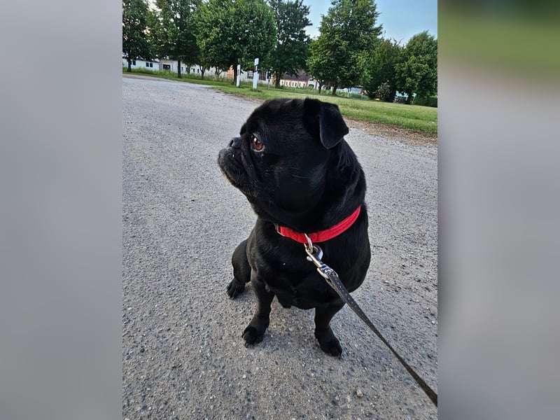 Altdeutscher Mops Deckrüde