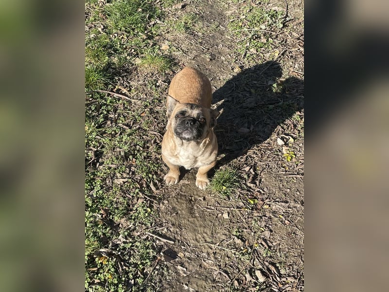 Elza - Zauberhafte Hündin sucht Zuhause